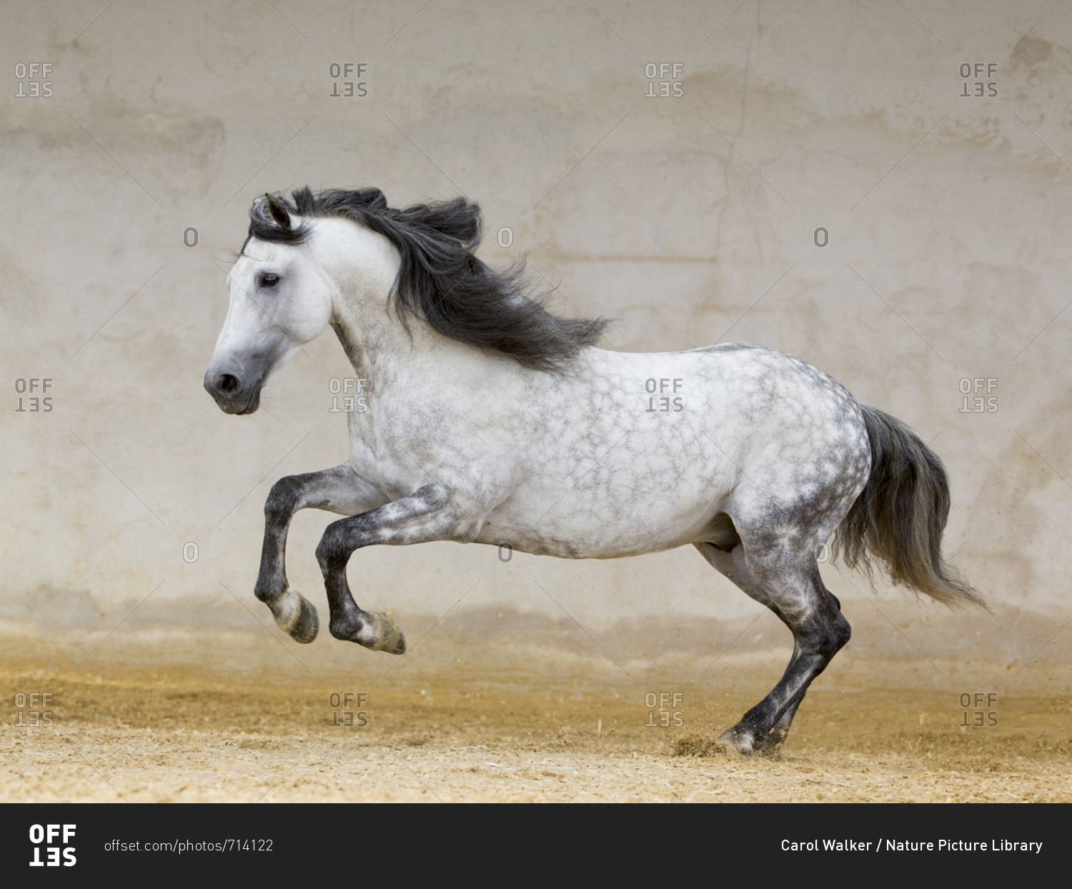 Dapple grey Andalusian stallion running in arena, Northern France, Europe.  stock photo - OFFSET