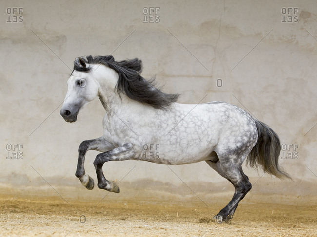 dapplegrey stallion