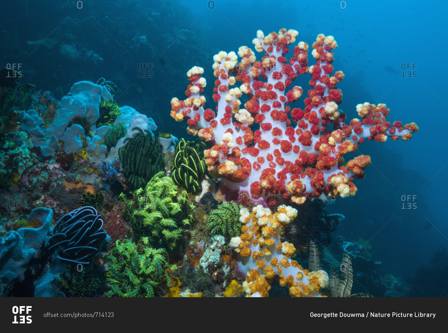 Soft Coral (Dendronephthya Sp.) Feeding. Indonesia. Stock Photo - OFFSET