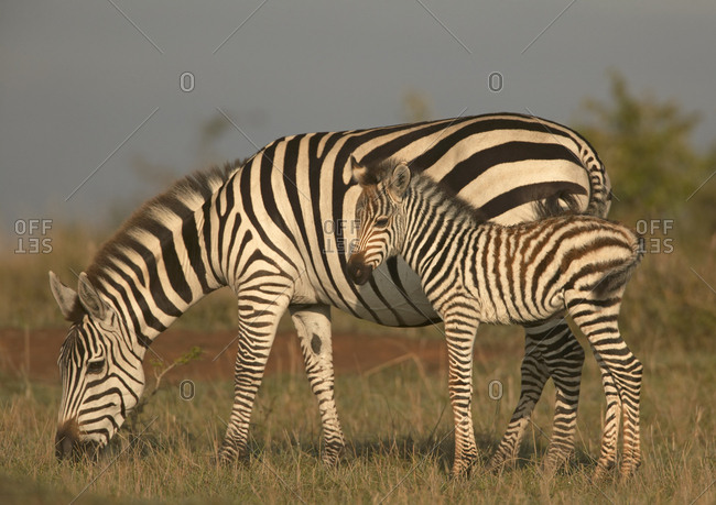 Common / Burchell's zebra (Equus quagga) mother and foal, Masai Mara, Kenya.