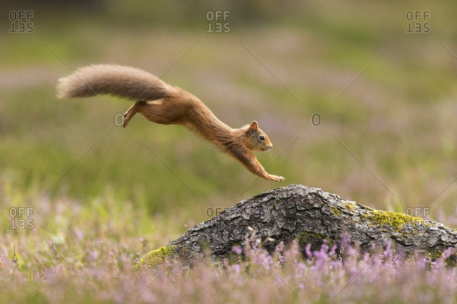 Red Squirrel (Sciurus vulgaris) adult in summer coat leaping onto fallen log. Scotland, UK. September.