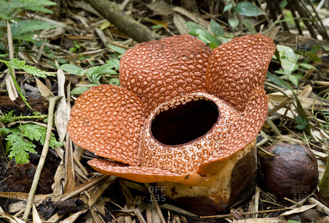 Rafflesia flower (Rafflesia keithii) (about 3 days) with unopened buds. Lower slopes of Mount Kinabalu, near Poring Hot Springs, Kinabalu National Park, Sabah, Borneo, Malaysia.