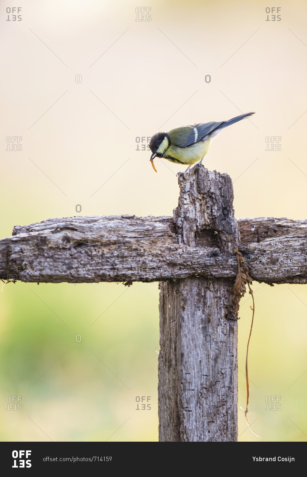 Bird eating small insect on farm fence