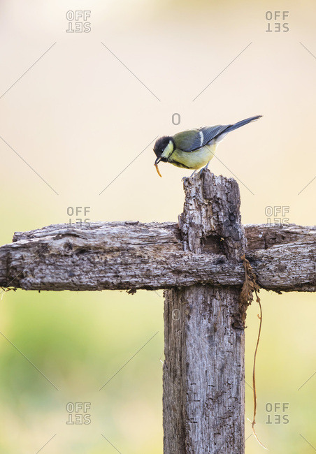 Bird eating small insect on farm fence