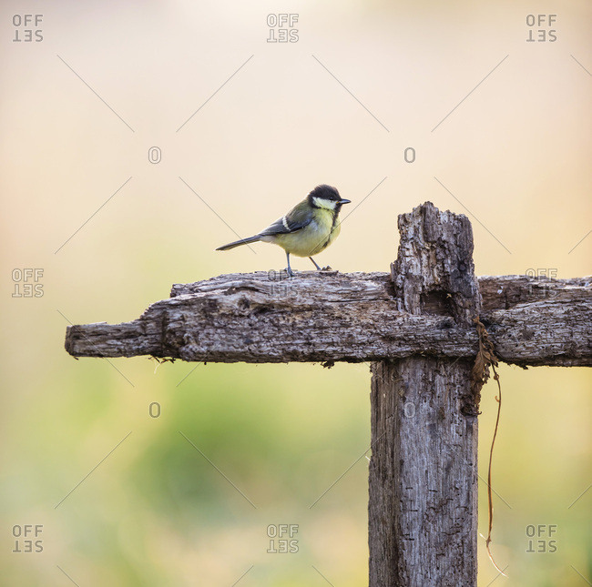 Small bird waiting on end of wooden farm fence