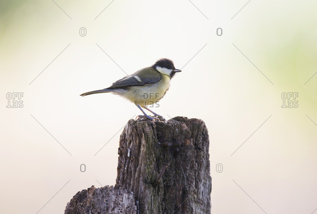 Small bird perched on wooden post