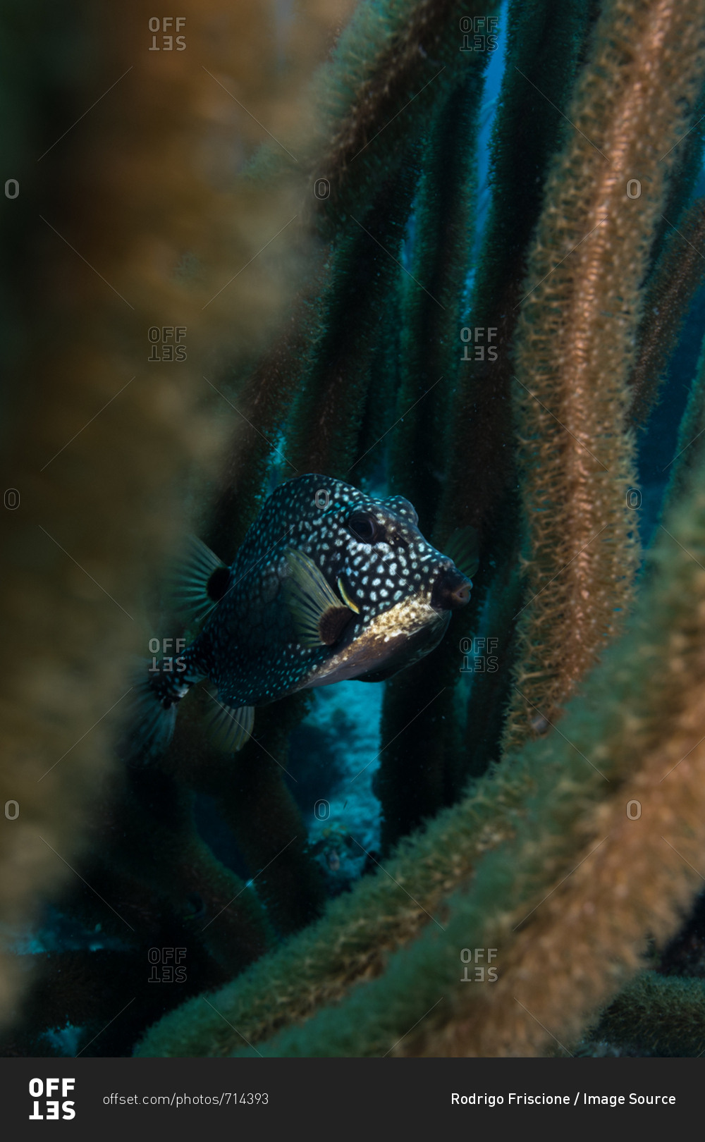 Fish in coral reef, Chinchorro Banks, Xcalak, Quintana Roo, Mexico