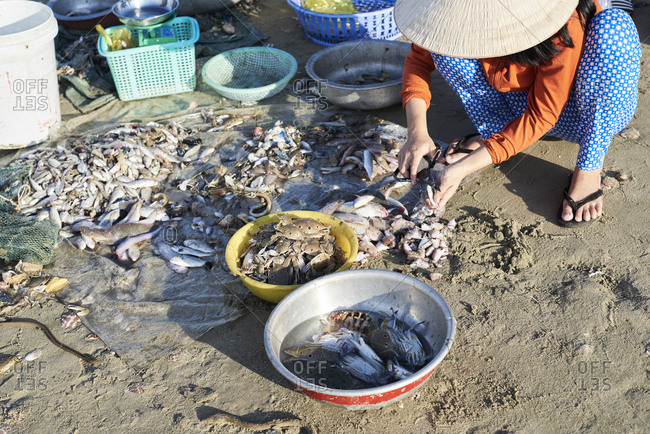 Mui Ne, Vietnam - January 7, 2018: Overhead of woman at work cleaning and selecting seafood from fishermen at seashore