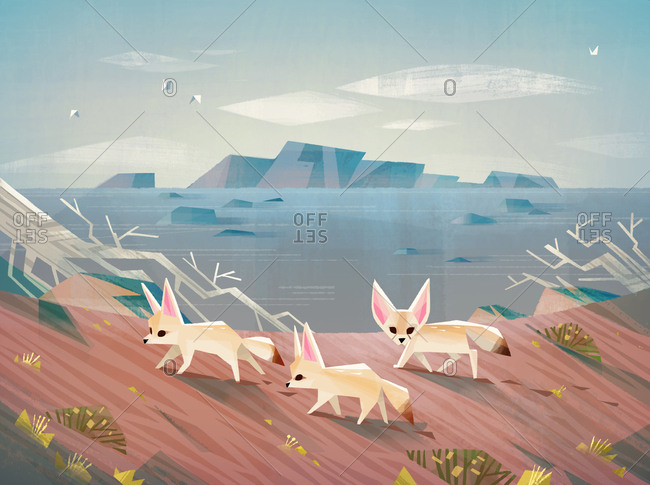 Fennec foxes exploring the desert