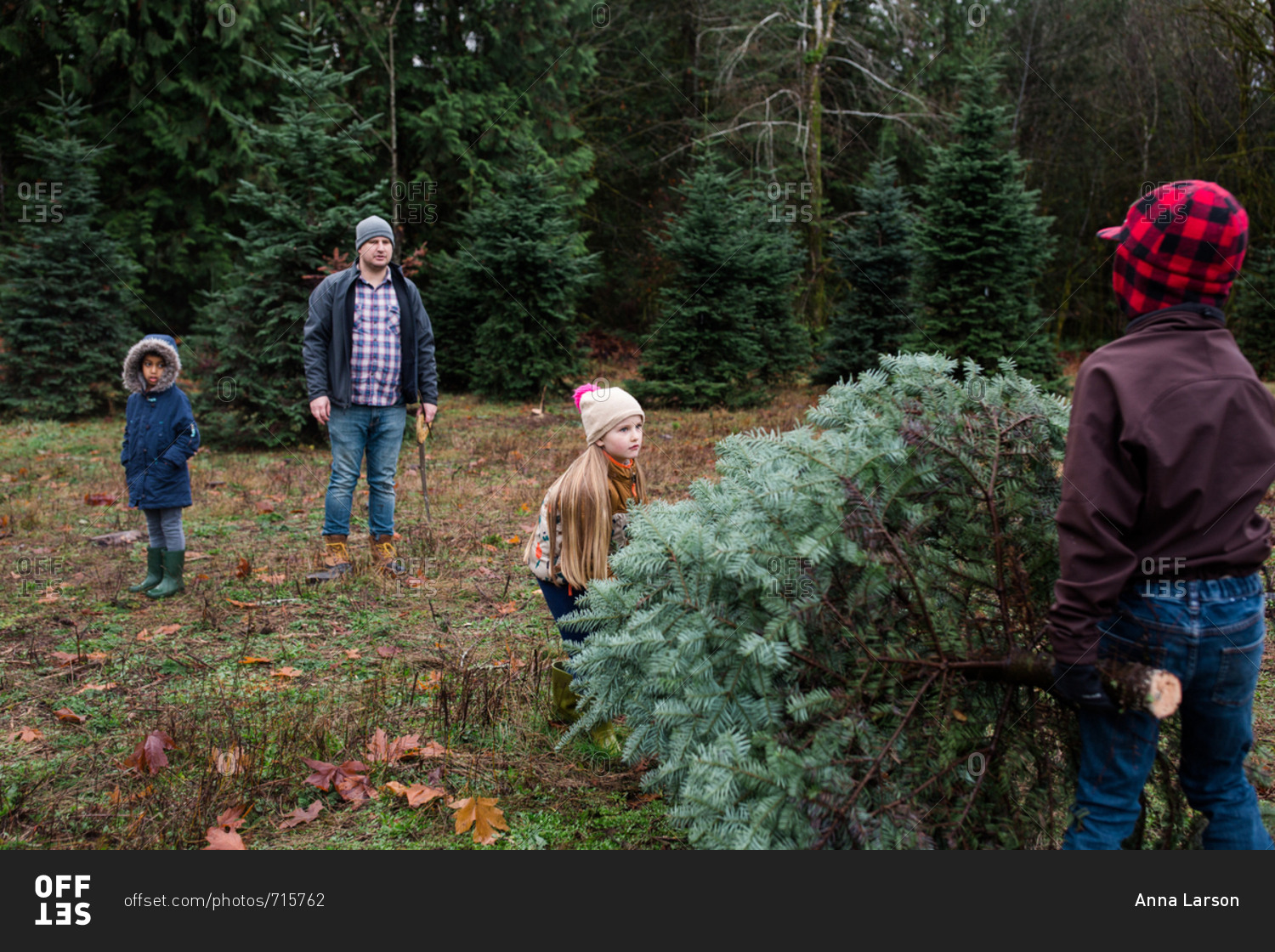 Family picking out a Christmas tree on a tree farm stock photo OFFSET