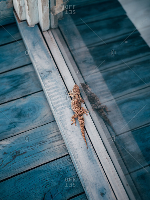Small lizard on window