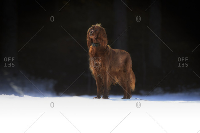 Brown Irish setter walking on sunlit snowy meadow
