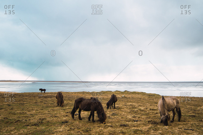 Beautiful horses on cold pasture
