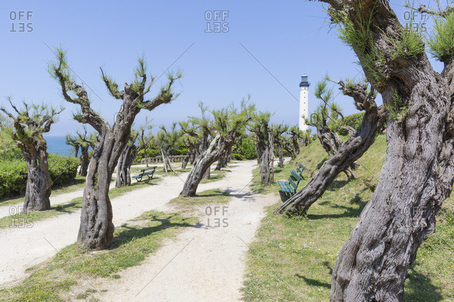 Tree-lined path leading to Phare de Biarritz light house, Biarritz, France.