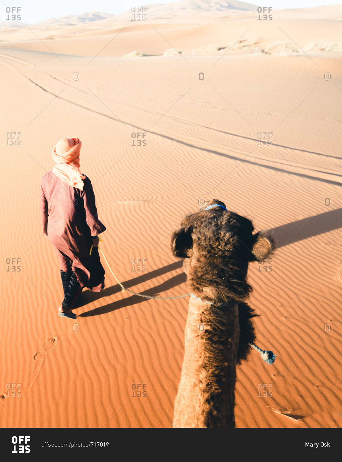 Moroccan leads his camel in the Sahara Desert