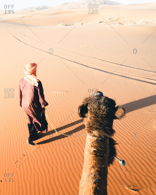 Moroccan leads his camel in the Sahara Desert