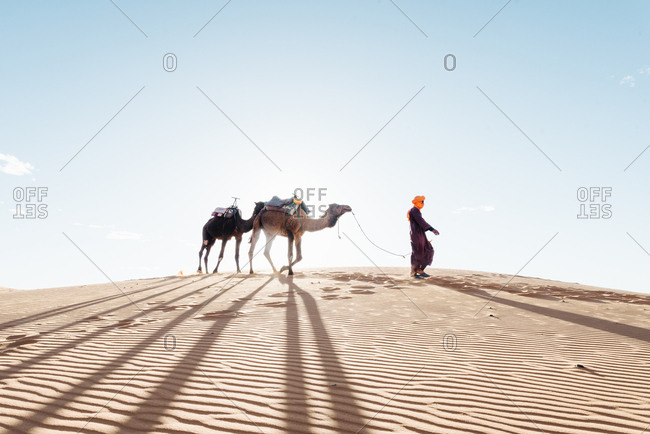 Moroccan leads his camel in the Sahara Desert