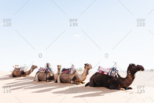 Camels in the Sahara Desert