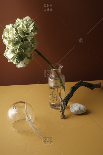 Minimalistic still life with hydrangea flower and tree branch with glass accessories