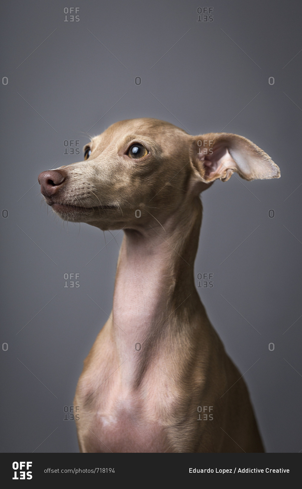 Dog head tilt Antonio the Italian Greyhound  Italian greyhound, Greyhound  puppy, Greyhound