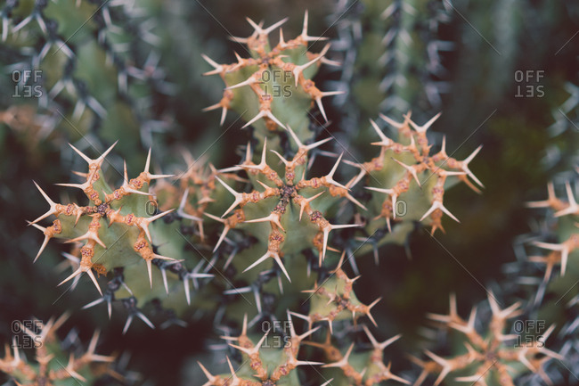Close-up green spiky cactus - Offset