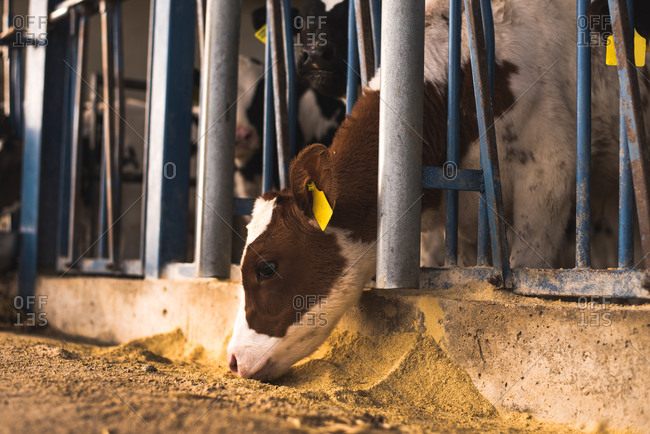 Cute small calves standing together in the corral on a farm