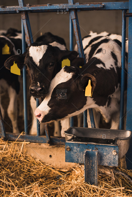Cute small calves standing together in the corral on a farm