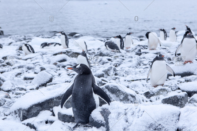 Antarctic- Antarctic Peninsula- Gentoo penguins- Pygoscelis papua