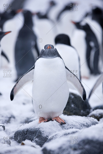 Antarctic- Antarctic Peninsula- Gentoo penguin- Pygoscelis papua