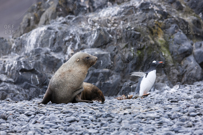 Antarctic fur seal- Arctocephalus gazella- hunting gentoo penguin- Pygoscelis papua
