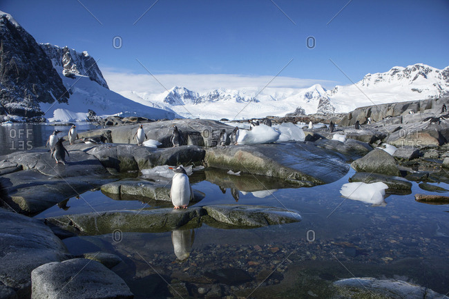 Antarctic- Antarctic Peninsula- Gentoo penguins- Pygoscelis papua
