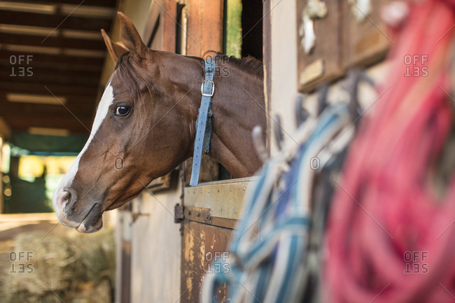 Horse on a farm in stable
