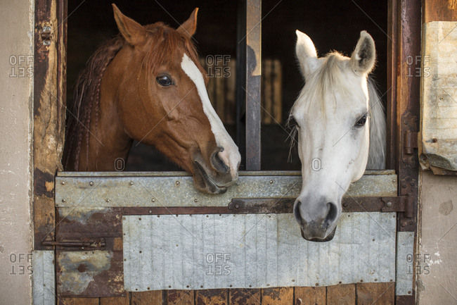 Two horses on a farm in stable