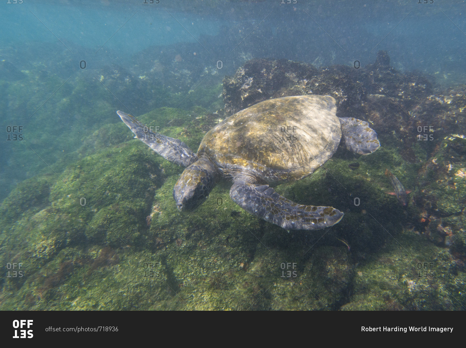 Pacific green sea turtle (Chelonia mydas agassizi), Post Office Bay, Floreana Island, Galapagos Islands, Ecuador, South America