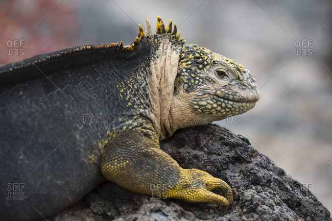 Land Iguana (Conolophus subcristatus), South Plaza Island, Galapagos Islands, UNESCO World Heritage Site, Ecuador, South America