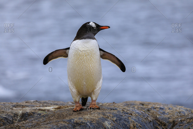 Gentoo penguin (Pygoscelis papua), on rocks above the sea, Gonzalez Videla Station, Waterboat Point, Paradise Bay, Antarctica, Polar Regions