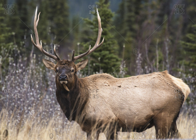 Wapiti Stock Photos Offset