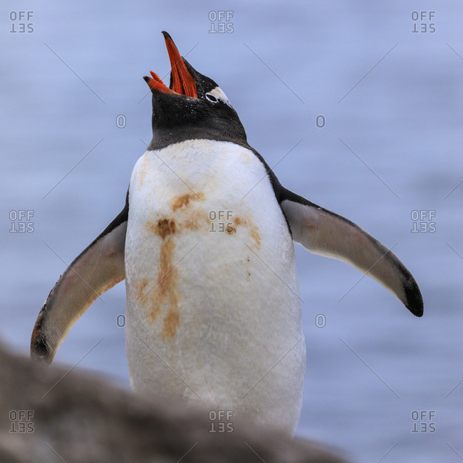 Gentoo penguin (Pygoscelis papua), calling, tongue visible, Gonzalez Videla Station, Waterboat Point, Paradise Bay, Antarctica, Polar Regions