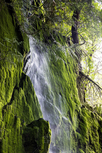 Water cascading down mossy cliffside