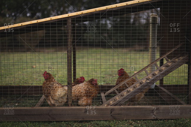 Group of hen grazing in the pen