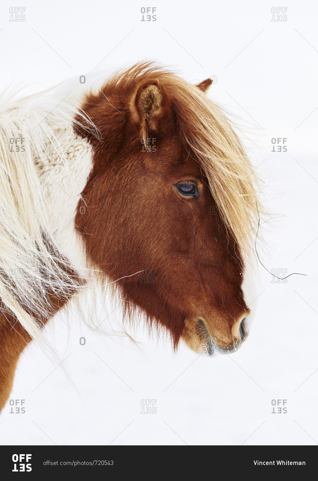 Brown Icelandic horse on white background