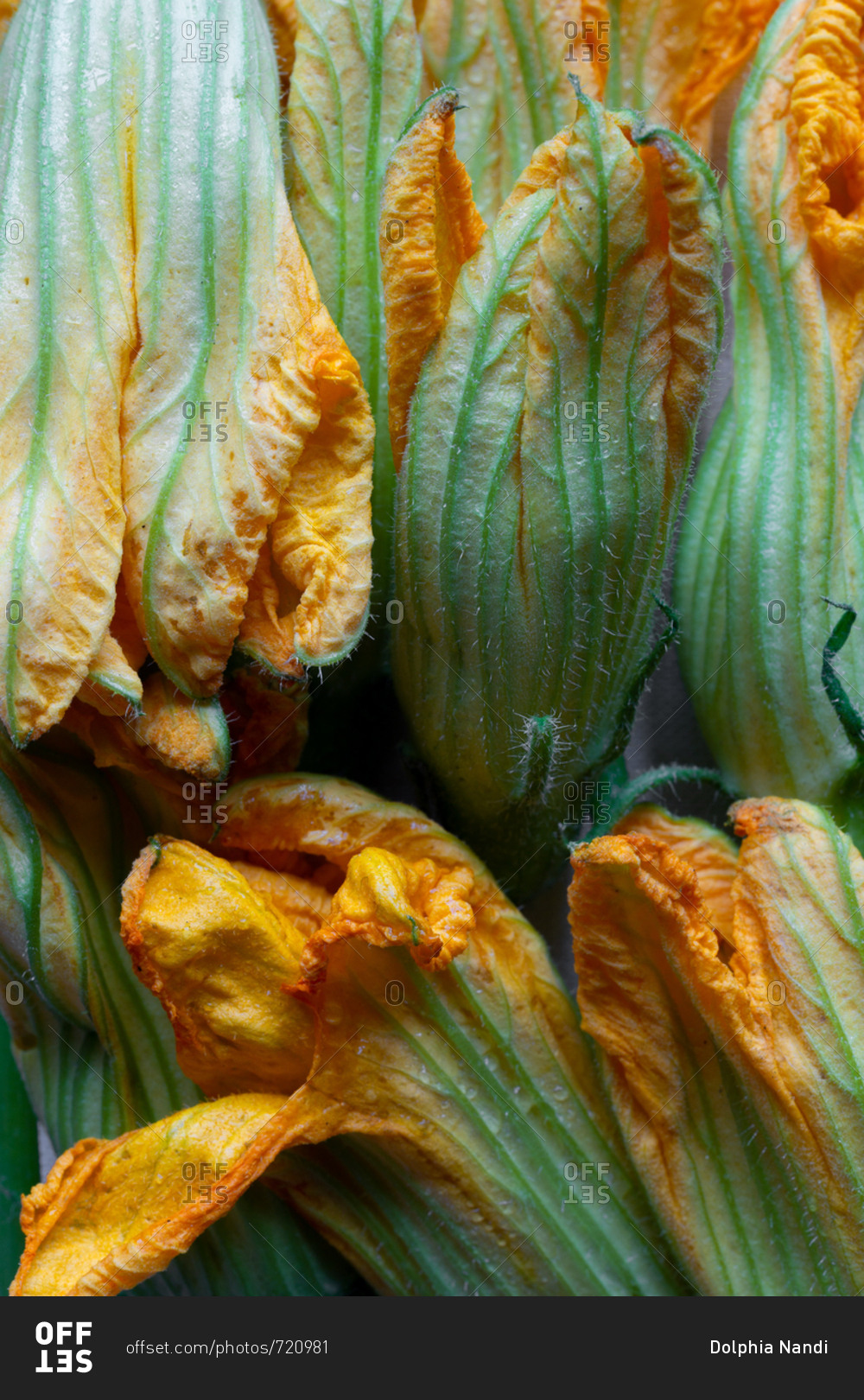 Close-up of squash blossoms