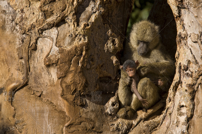 Adult olive baboon and two babies seated in a gnarled tree.