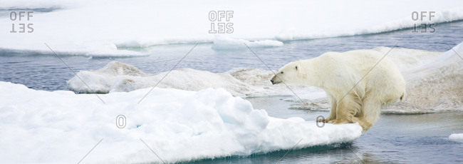 Polar bear, Ursus maritimus, on pack ice at water's edge.