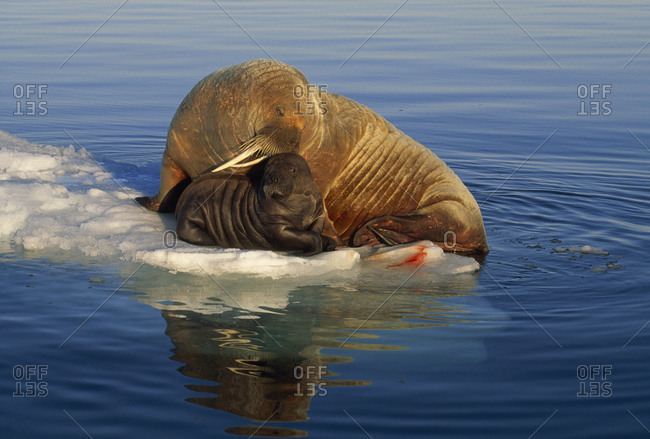 Atlantic walrus and newborn pup on ice in midnight sunlight.