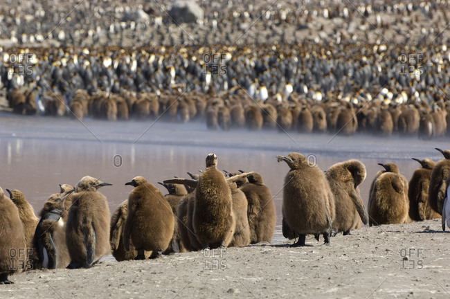 King penguin chicks at the edge of a rookery.