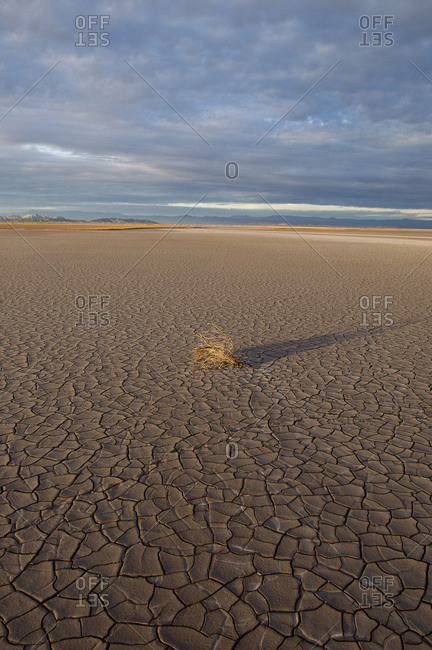 Pulverized Colorado River silt and tumbleweed in the delta.