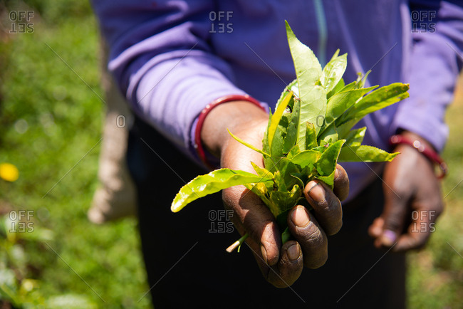 Close-up of person holding freshly picked tea leaves in Nuwara Eliya, Sri Lanka