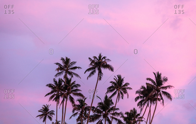 Palm trees at sunset in Sri Lanka