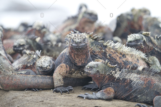 Grouping of Marine Iguanas